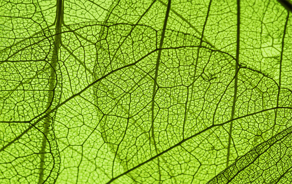 Green Veins M